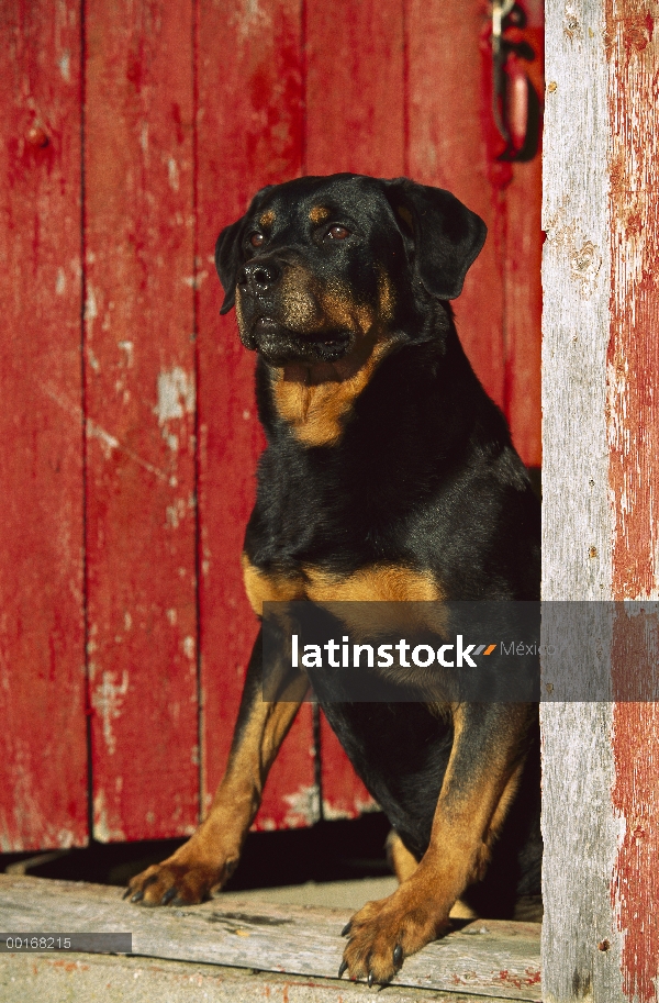 Adulto de Rottweiler (Canis familiaris) sentado en el umbral