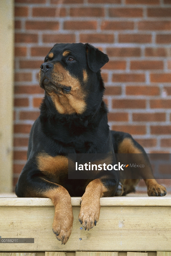 Retrato de adultos Rottweiler (Canis familiaris) en la cubierta de la casa