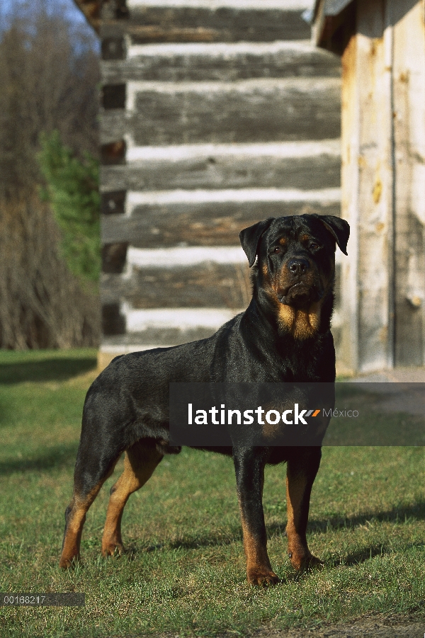 Rottweiler (Canis familiaris) adulto macho que está parado en césped fuera de un hogar