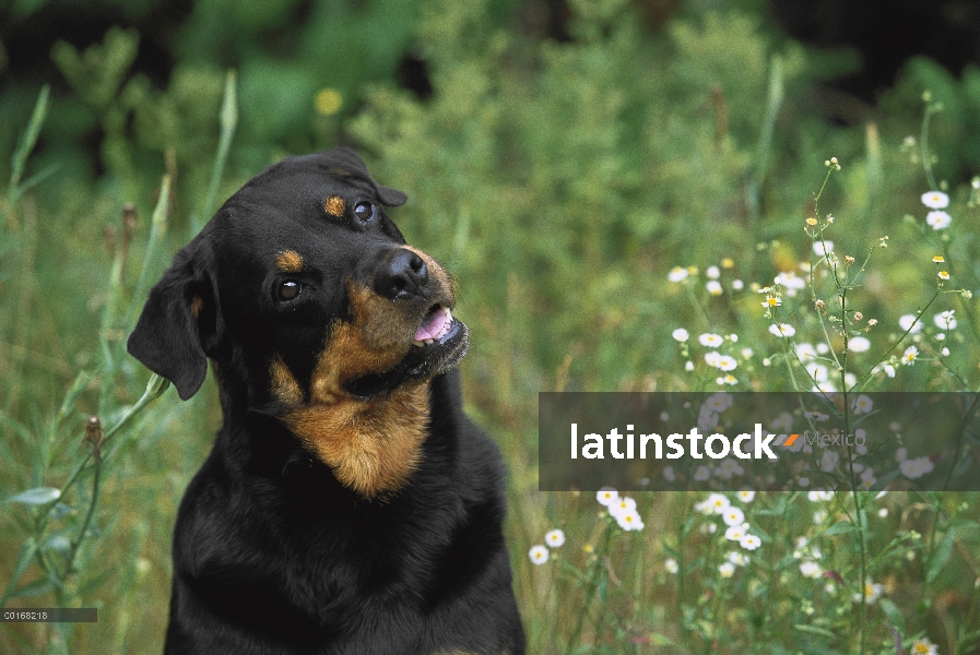 Retrato de Rottweiler (Canis familiaris) de adulto curioso