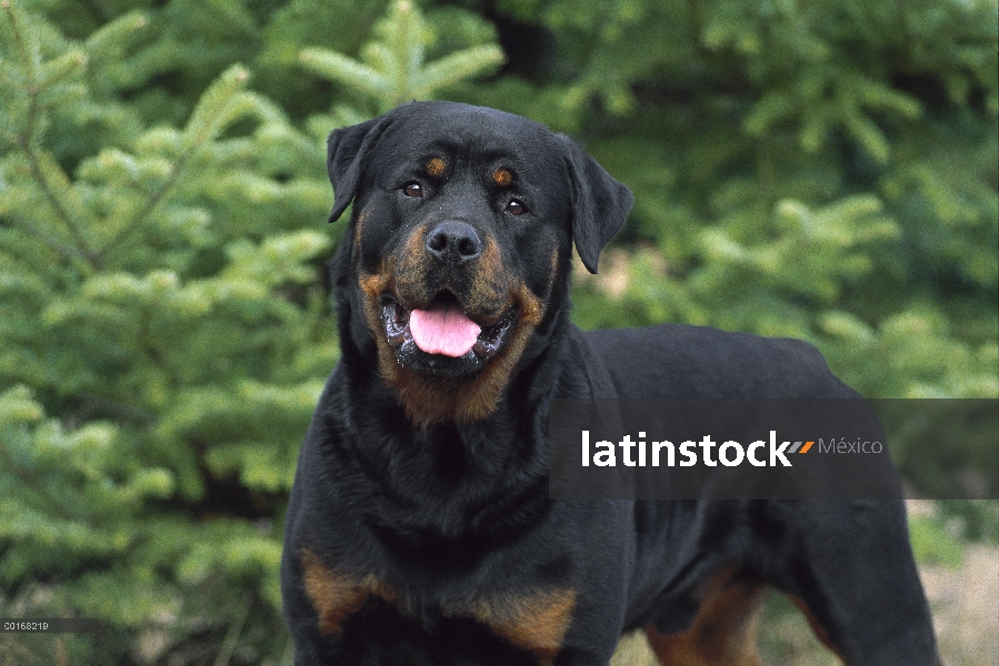 Retrato de Rottweiler (Canis familiaris) de un macho adulto