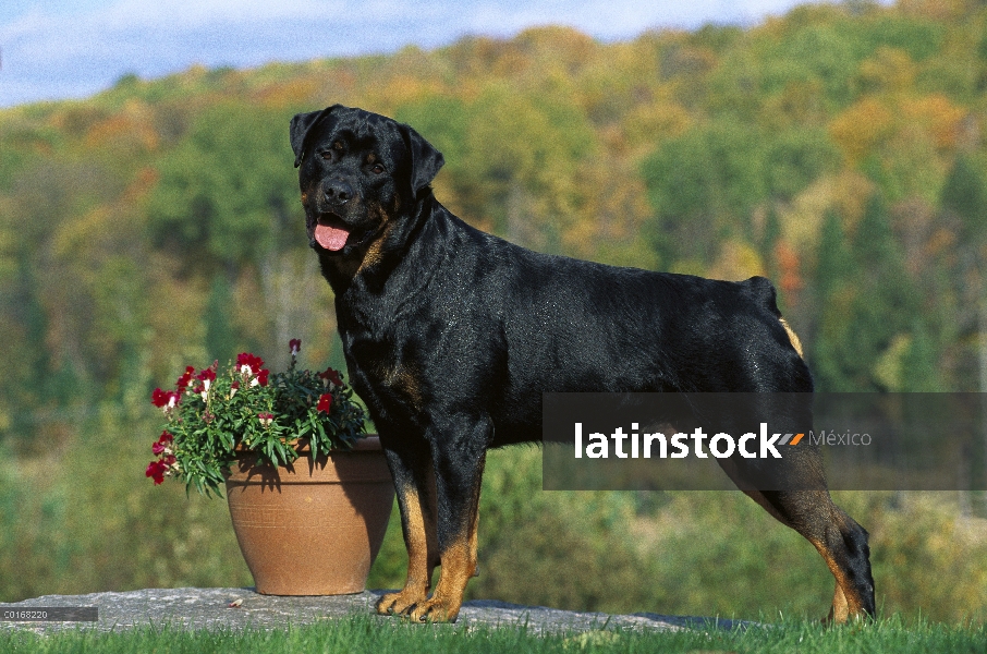 Retrato hombre adulto Rottweiler (Canis familiaris) por maceta planta