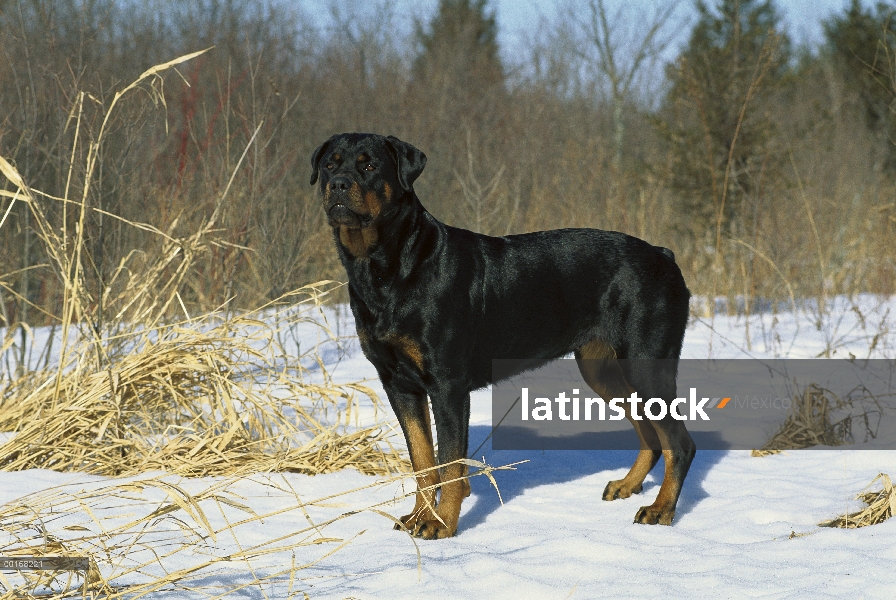 Pie de retrato femenino adulto Rottweiler (Canis familiaris) en la nieve