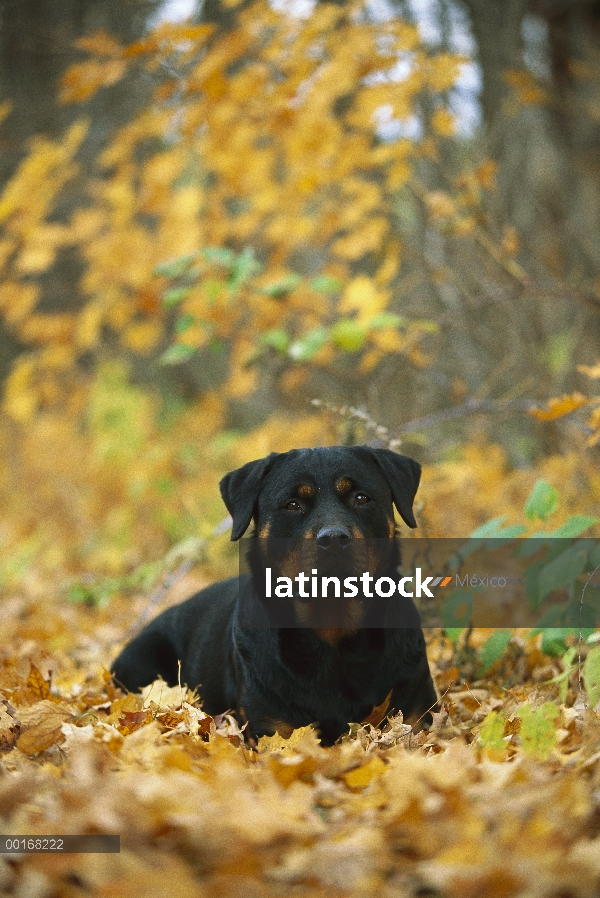 Adulto (Canis familiaris) de Rottweiler descansar en tierra entre hojas de otoño