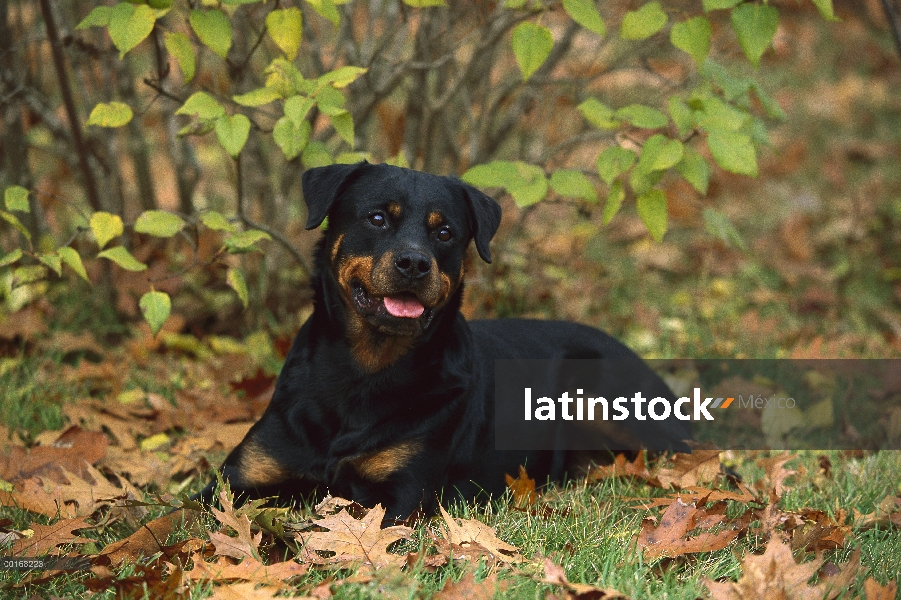 Adulto de Rottweiler (Canis familiaris) descansando en el piso de bosque rodeado por hojas roble