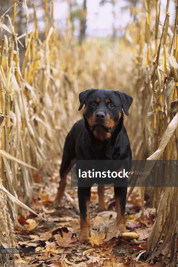 Retrato de adultos Rottweiler (Canis familiaris) entre los tallos secos del maíz en el otoño