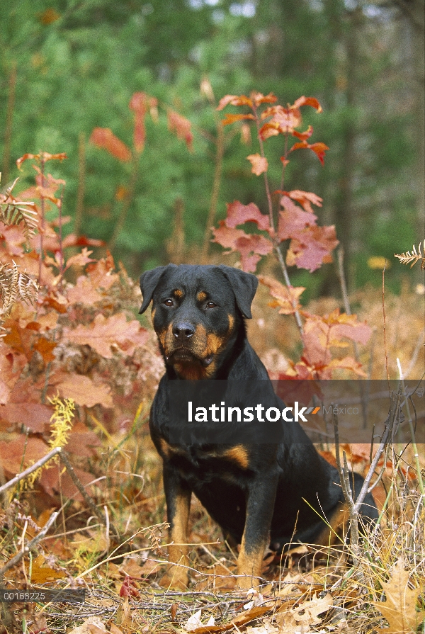 Retrato adulta de Rottweiler (Canis familiaris) sentado en el bosque de otoño