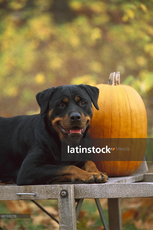 Retrato de adultos Rottweiler (Canis familiaris) con calabaza en otoño