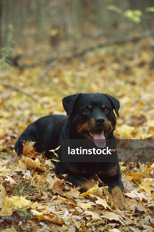 Adulto (Canis familiaris) de Rottweiler descansar en tierra entre hojas de otoño