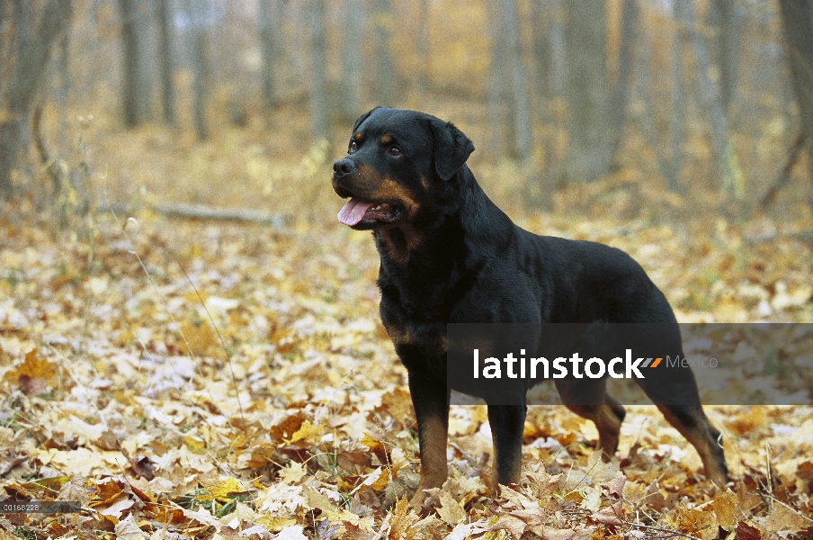 Macho adulto de Rottweiler (Canis familiaris) de pie entre los caídos sale en otoño bosque