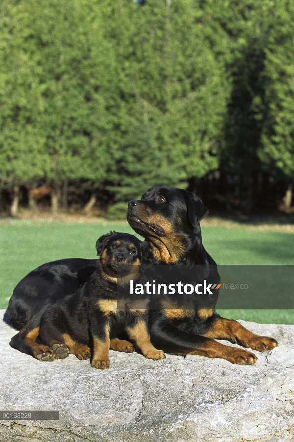 Rottweiler (Canis familiaris) madre y cachorro descansando juntos en roca