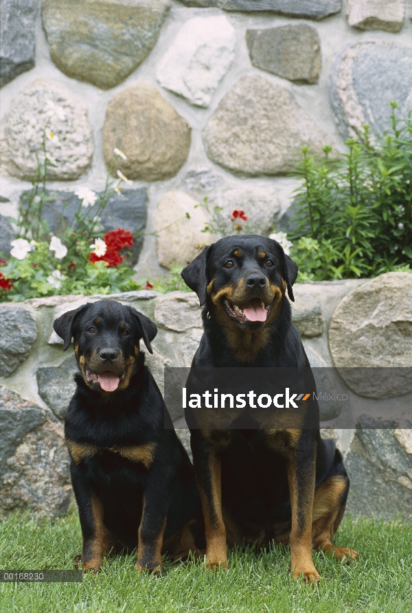 Pareja de Rottweiler (Canis familiaris) sentados juntos contra la pared de roca