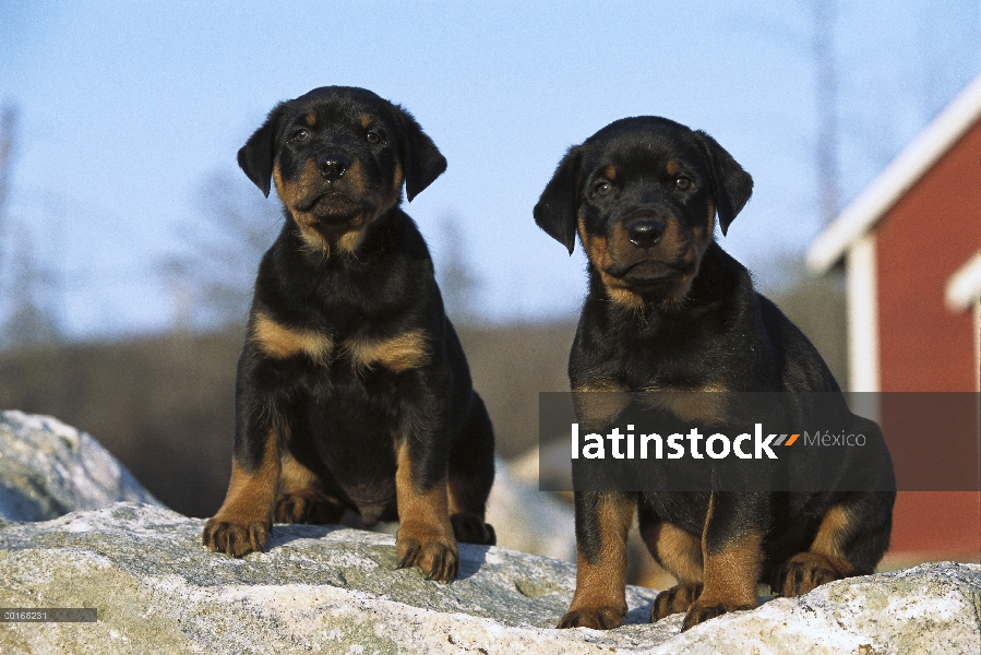 Dos cachorros Rottweiler (Canis familiaris) sentados juntos en la nieve