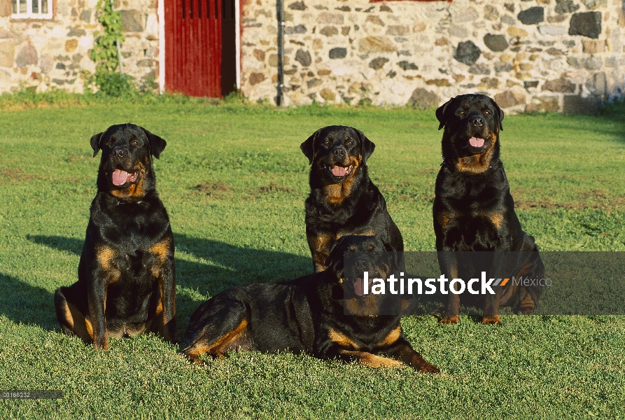 Cuatro adultos Rottweiler (Canis familiaris) descansando juntos en césped