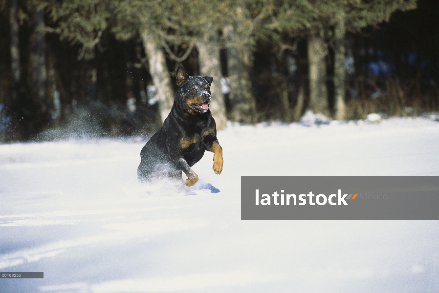 Adulto de Rottweiler (Canis familiaris) corriendo por la nieve