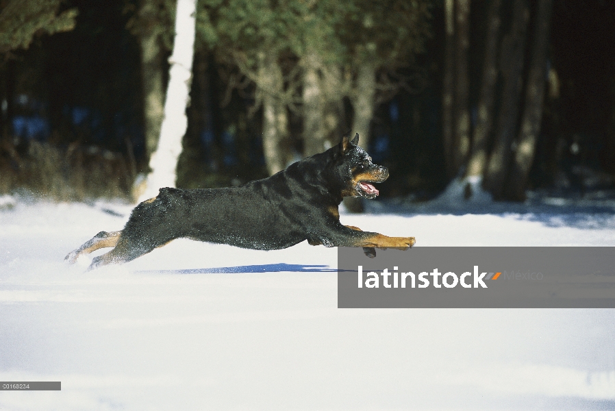 Adulto de Rottweiler (Canis familiaris) corriendo por la nieve