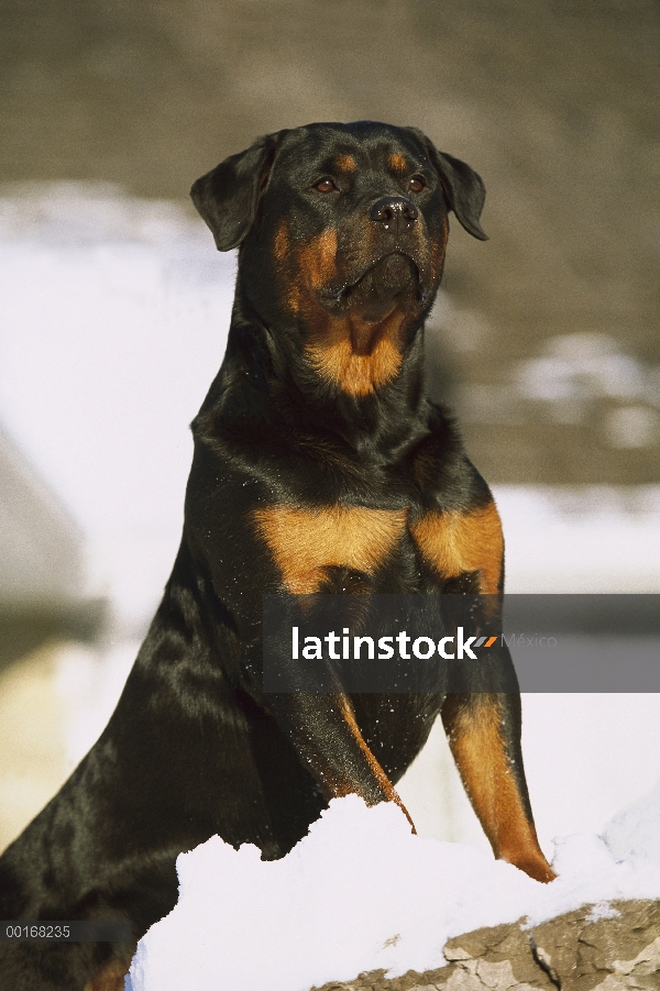 Alerta permanente adulto Rottweiler (Canis familiaris) en la nieve