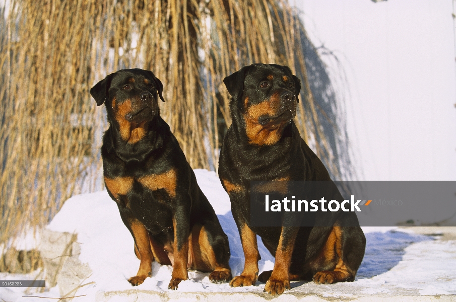 Pareja de Rottweiler (Canis familiaris) sentados juntos en la nieve