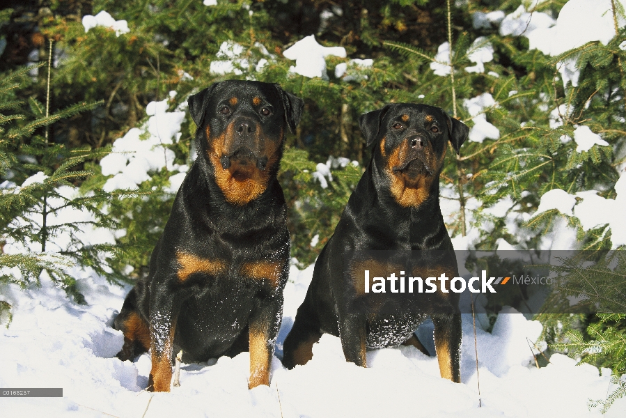 Pareja de Rottweiler (Canis familiaris) sentados juntos en la nieve