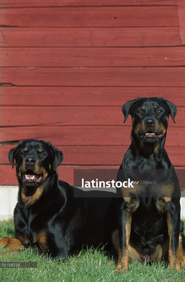 Pareja de Rottweiler (Canis familiaris) sentados juntos frente a granero rojo