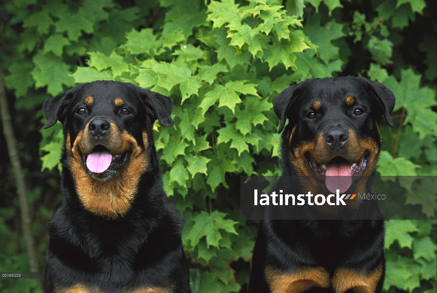 Pareja de Rottweiler (Canis familiaris) sentados juntos