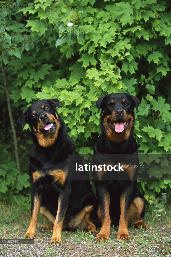 Pareja de Rottweiler (Canis familiaris) sentados juntos