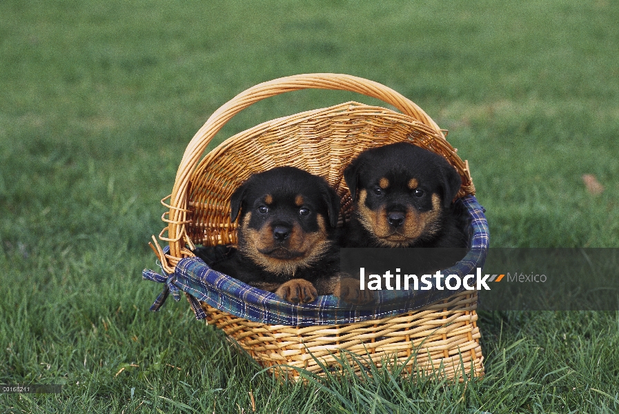 Dos cachorros Rottweiler (Canis familiaris) en una cesta