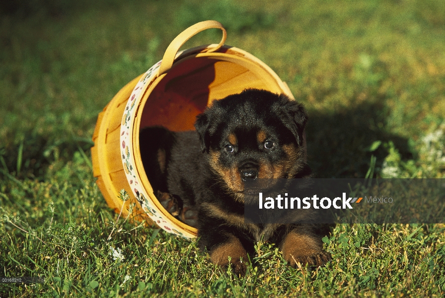 Cachorro Rottweiler (Canis familiaris) en una cesta