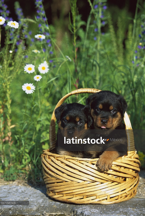 Dos cachorros Rottweiler (Canis familiaris) en una cesta