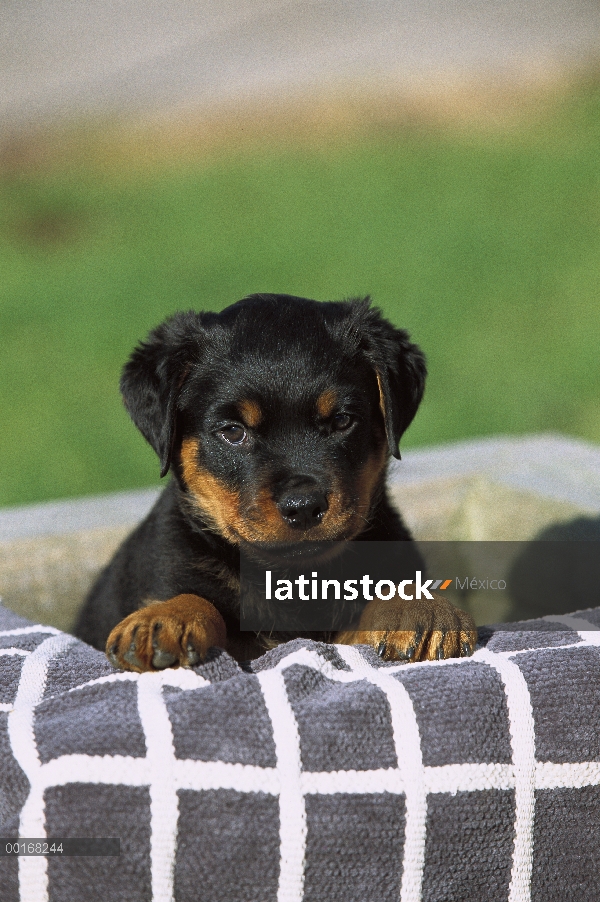 Retrato de Rottweiler (Canis familiaris) de un cachorro