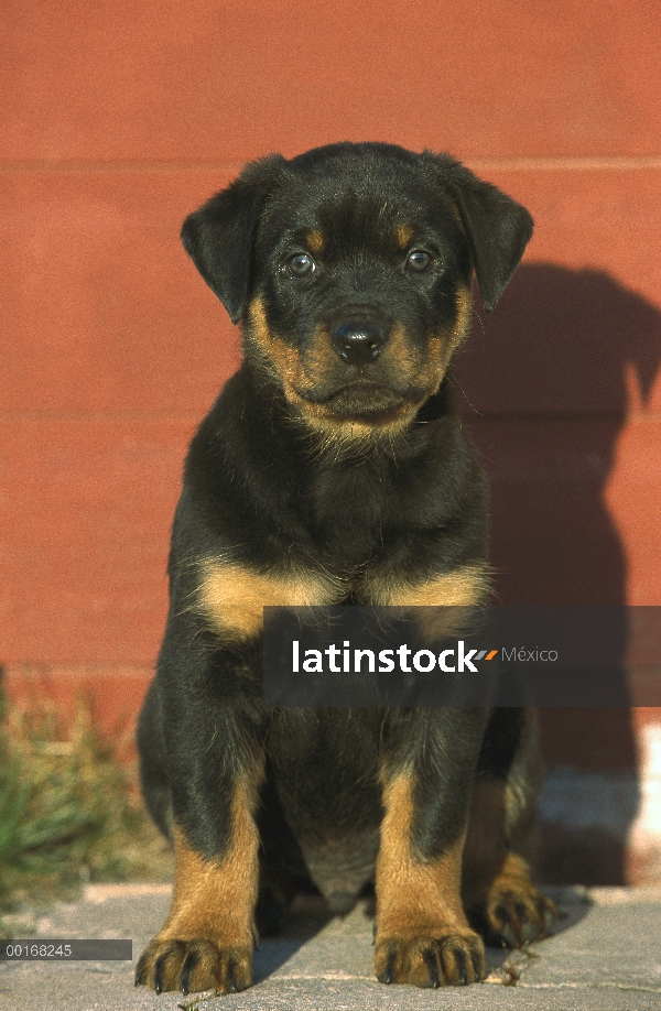 Retrato de Rottweiler (Canis familiaris) de un perrito sentado frente a un granero rojo