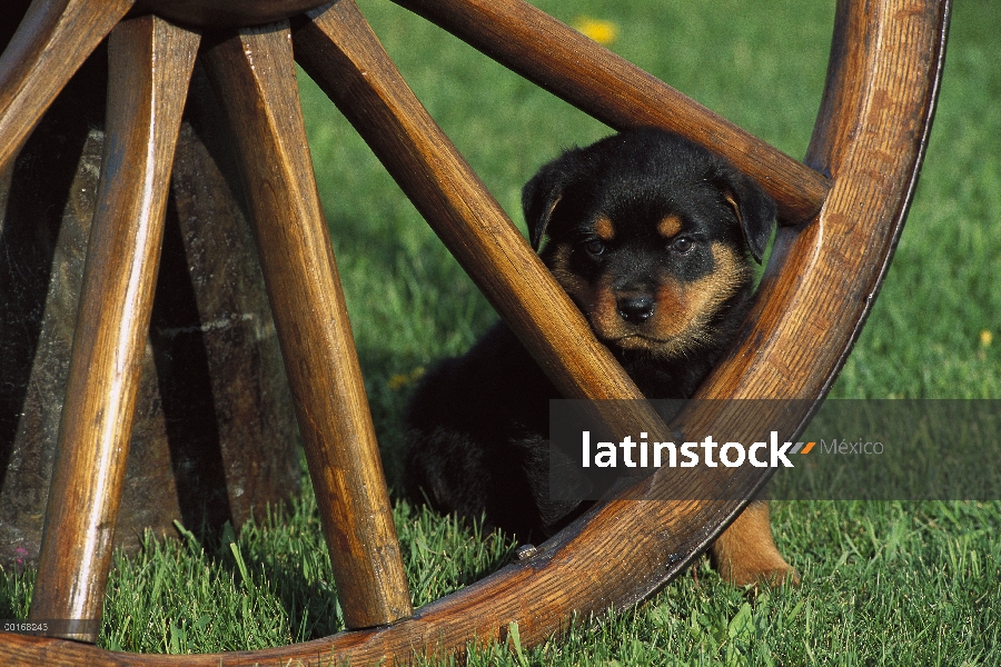 Retrato de Rottweiler (Canis familiaris) de un cachorro a través de una rueda de carro