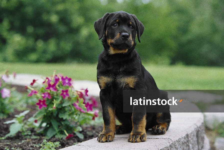 Retrato de Rottweiler (Canis familiaris) de un perrito sentado en un muro del jardín