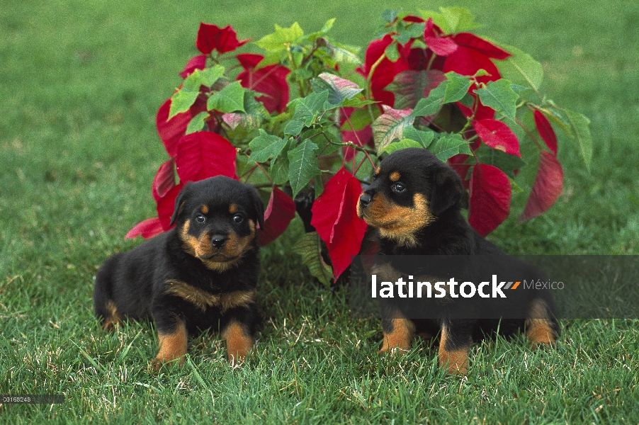 Dos cachorros Rottweiler (Canis familiaris) en césped con planta de flor de Pascua