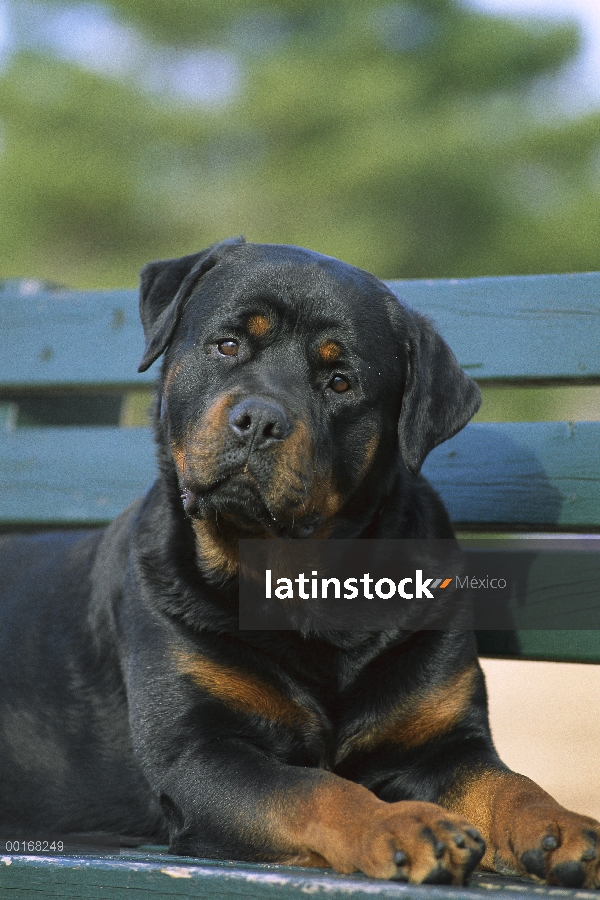 Retrato de adultos Rottweiler (Canis familiaris) en Banco del parque