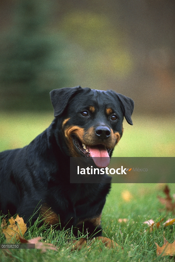 Retrato de adultos Rottweiler (Canis familiaris)