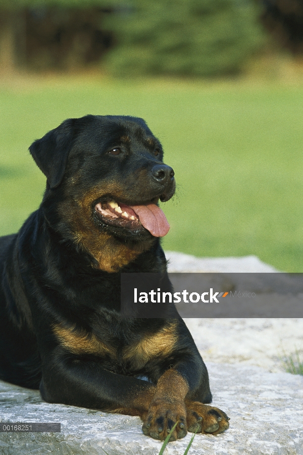 Retrato de adultos Rottweiler (Canis familiaris)