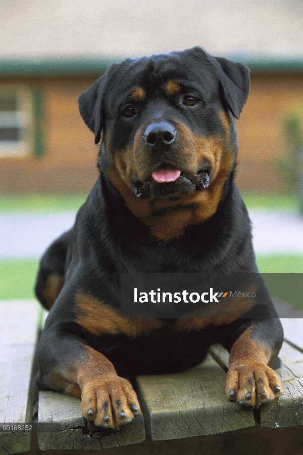 Retrato de adultos Rottweiler (Canis familiaris) descansando sobre la mesa de picnic