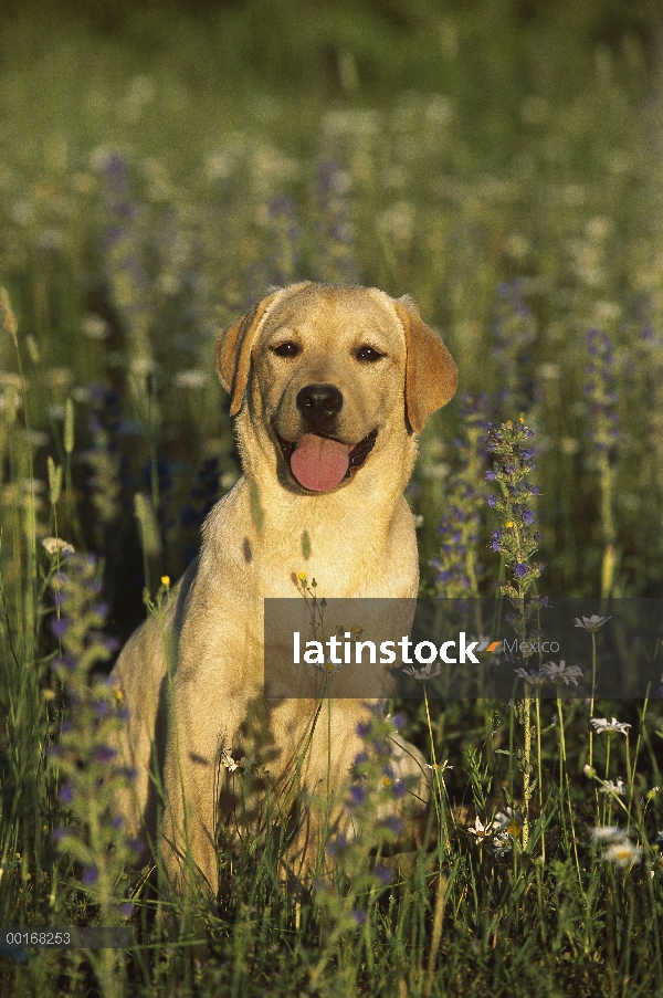 Amarillo retrato de perro perdiguero de Labrador (Canis familiaris) de un perrito sentado en un camp