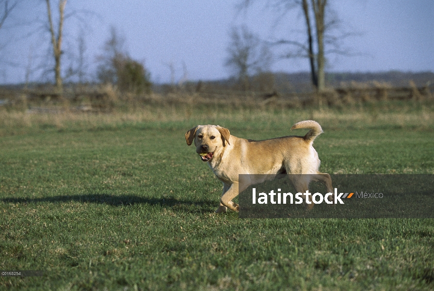 Amarillo perro perdiguero de Labrador (Canis familiaris) jugar fetch con una pelota de tenis