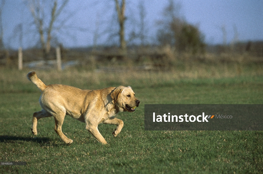 Amarillo perro perdiguero de Labrador (Canis familiaris) jugar fetch con una pelota de tenis