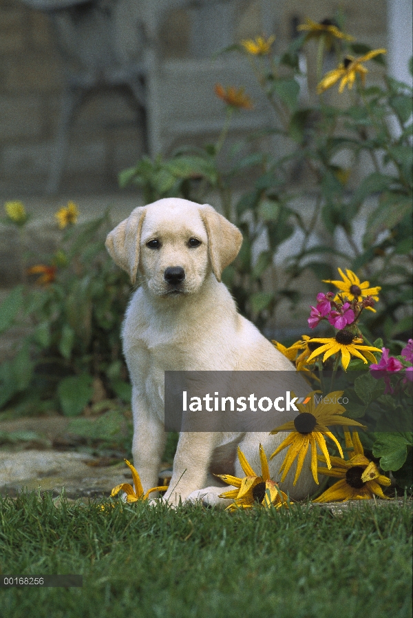 Amarillo retrato de perro perdiguero de Labrador (Canis familiaris) de un perrito sentado entre flor