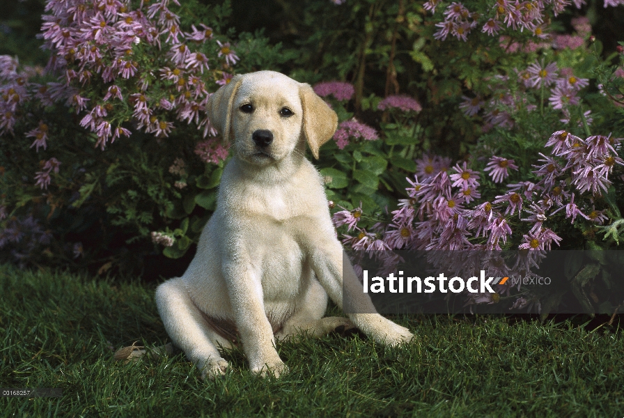 Amarillo retrato de perro perdiguero de Labrador (Canis familiaris) de un perrito sentado entre flor