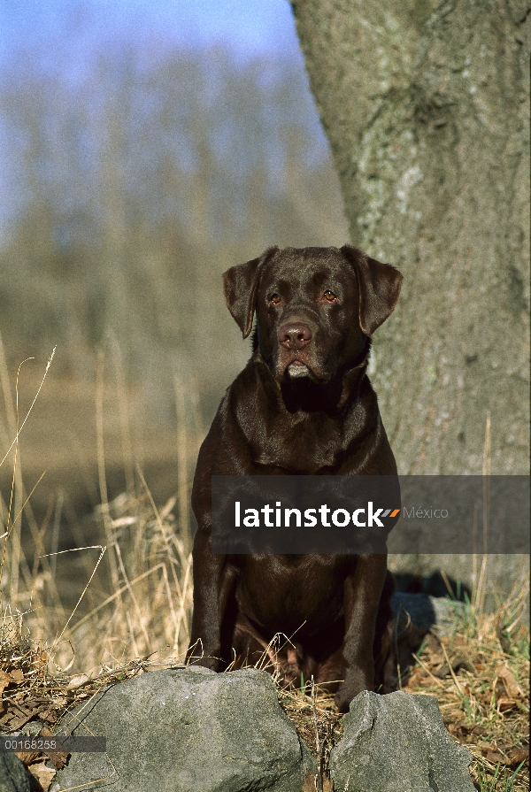 Chocolate retrato adulto de perro perdiguero de Labrador (Canis familiaris)