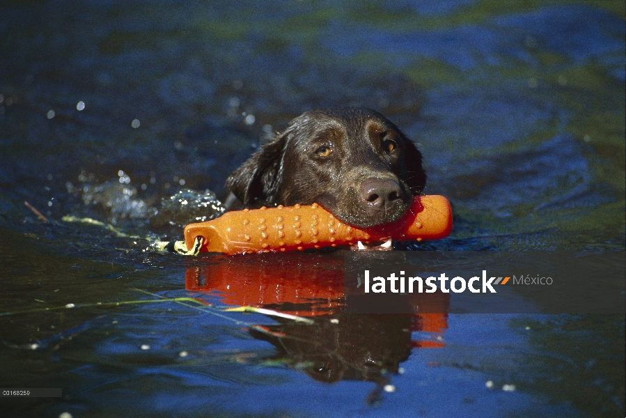 Chocolate Labrador Retriever (Canis familiaris) nadando en el lago con un maniquí de entrenamiento n