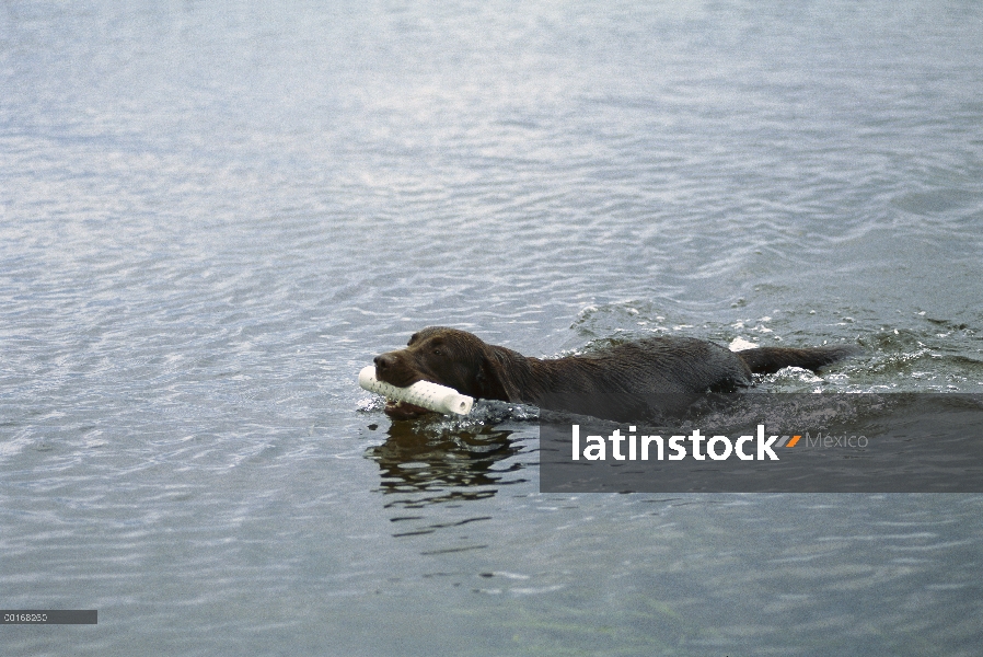 Chocolate Labrador Retriever (Canis familiaris) nadando en el lago con un maniquí de entrenamiento b