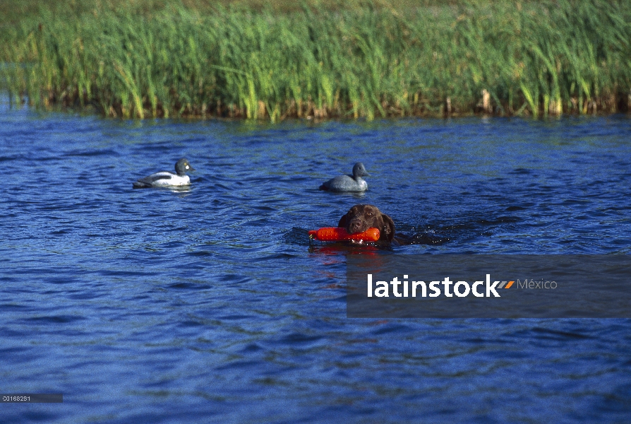 Chocolate Labrador Retriever (Canis familiaris) nadar más allá de trampas del pato con un maniquí de