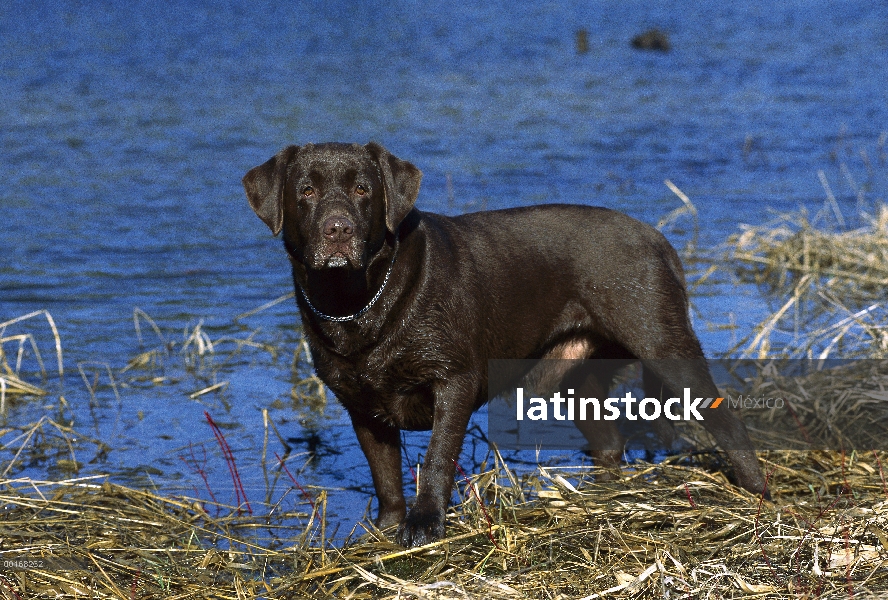 Retrato de perro perdiguero de Labrador (Canis familiaris) chocolate de pie macho adulto en la orill