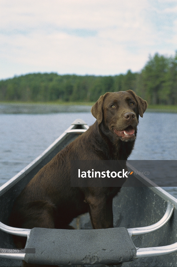 Retrato de perro perdiguero de Labrador (Canis familiaris) chocolate sentado en una canoa en un lago