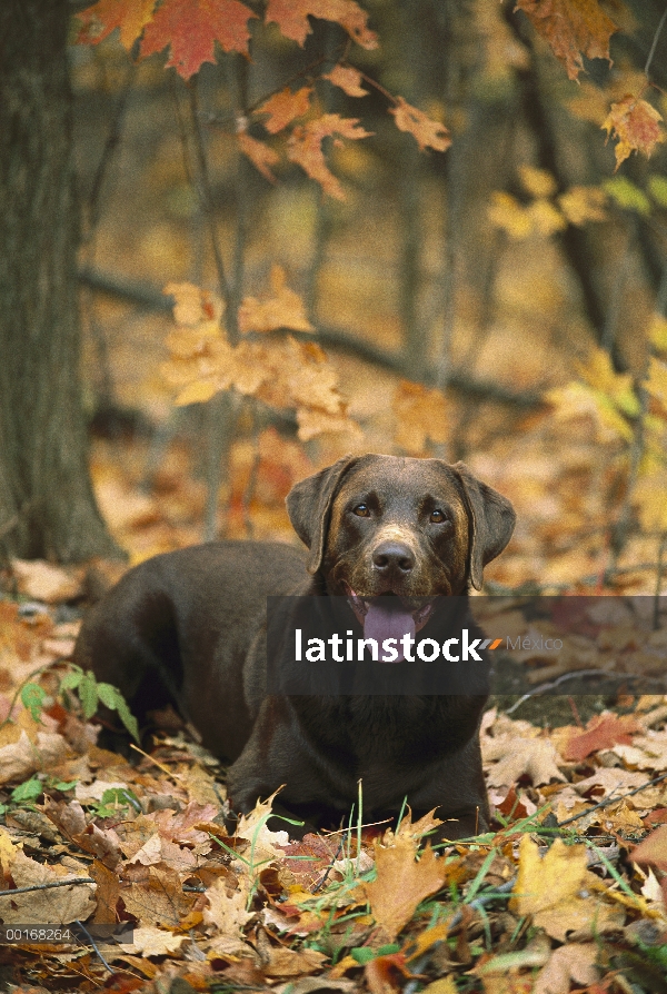 Chocolate Labrador Retriever (Canis familiaris) retrato de adultos entre hojas de otoño de color